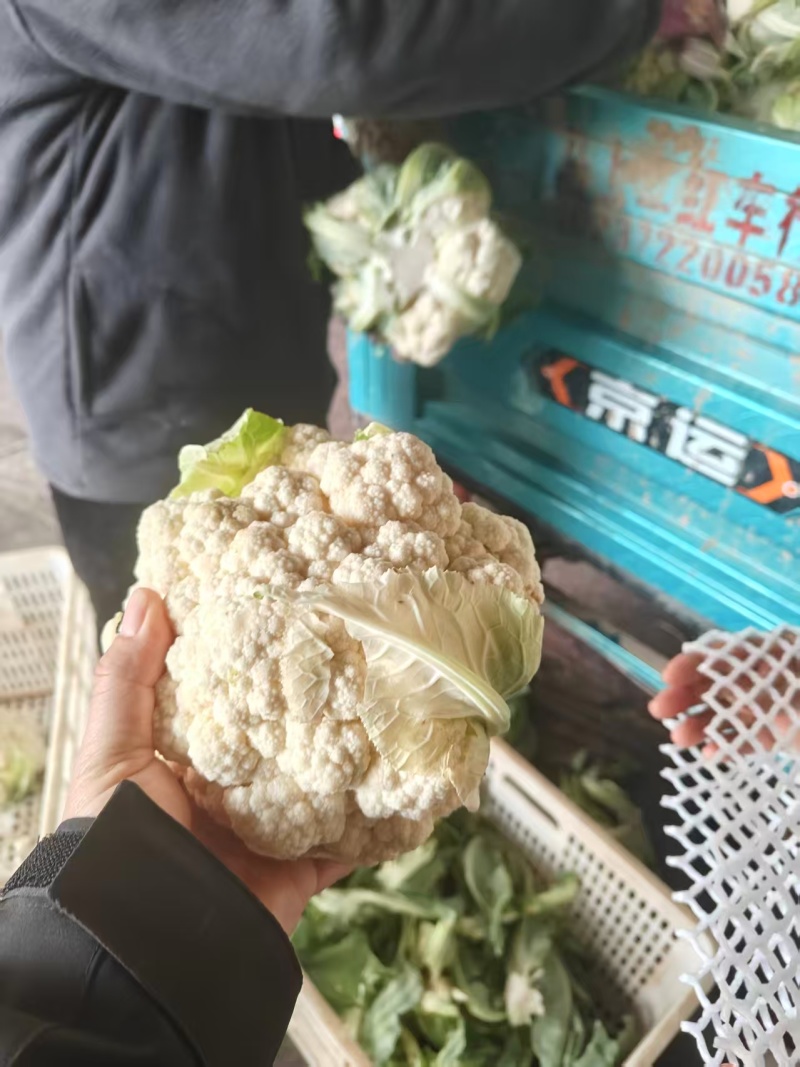 花菜，当季现货，新鲜上市，产地直发品质保证，量大从优！