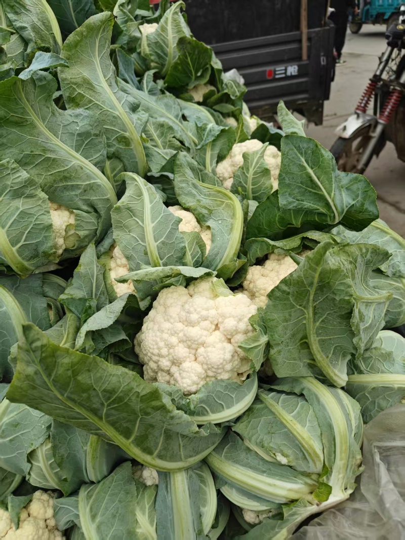 花菜，当季现货，新鲜上市，产地直发品质保证，量大从优！
