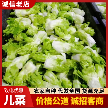 四川新鲜儿菜大量上市，物美价廉，保质保量，欢迎采购