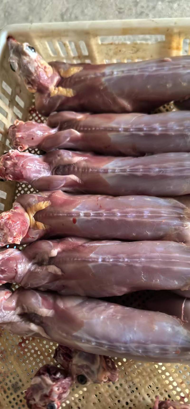 优质新鲜兔肉健康美味新鲜处理质优价廉欢迎选购