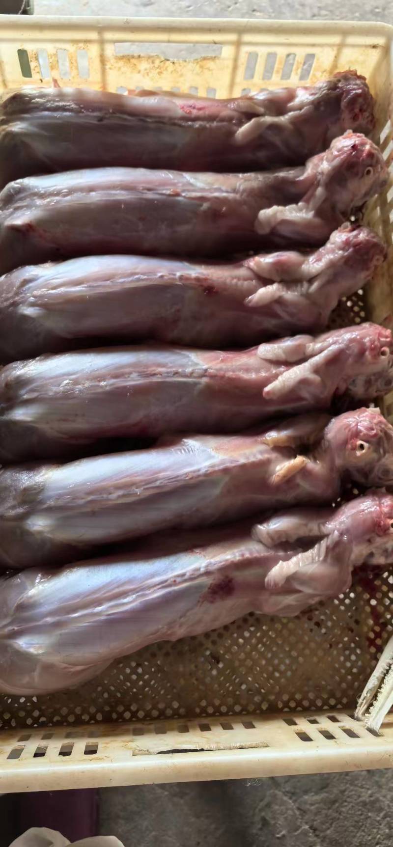 优质新鲜兔肉健康美味新鲜处理质优价廉欢迎选购