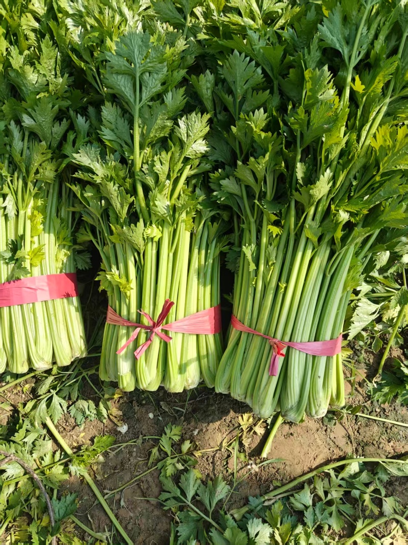 芹菜，新鲜大量上市，现货产地直发品质保证，欢迎来的订购