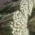 芹菜，新鲜大量上市，现货产地直发品质保证，欢迎来的订购