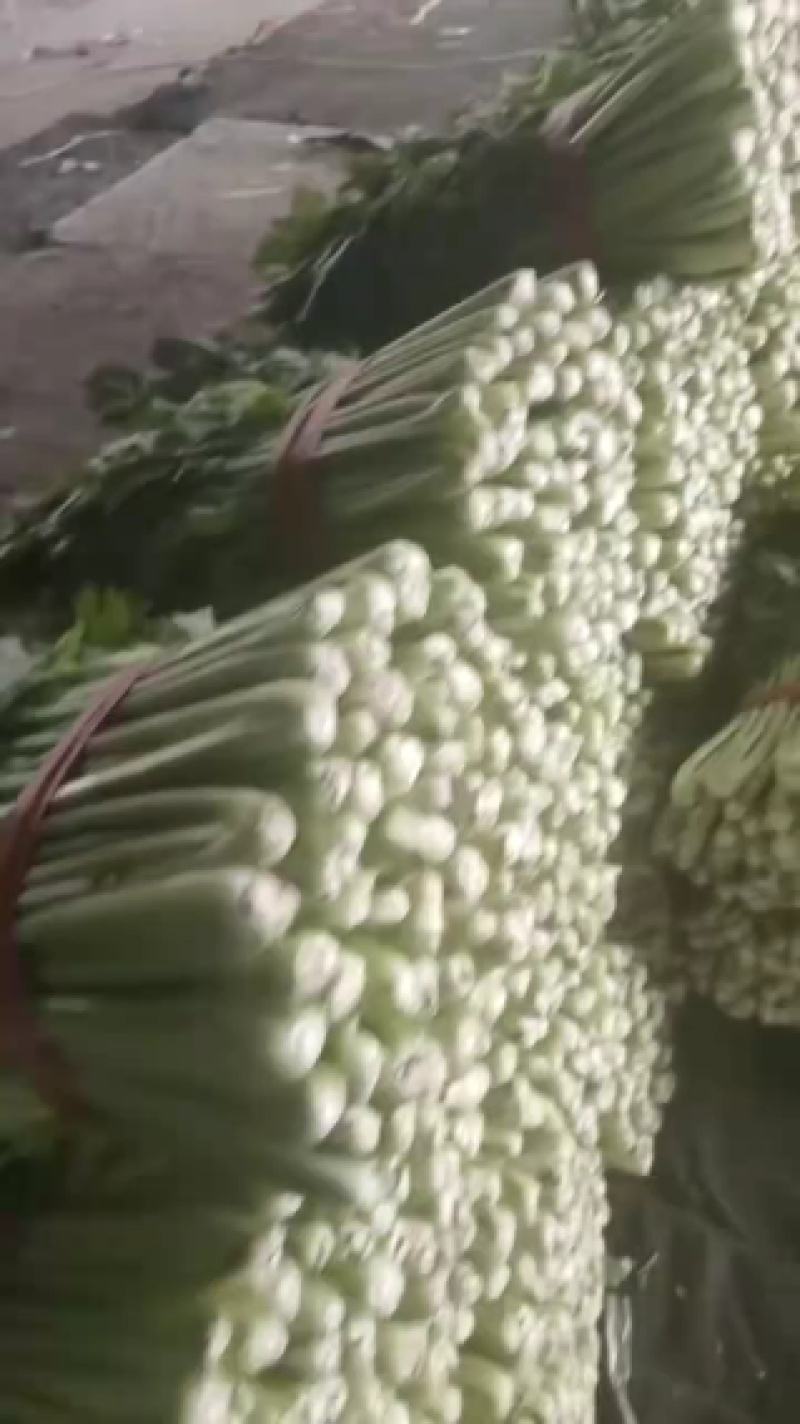 芹菜，新鲜大量上市，现货产地直发品质保证，欢迎来的订购