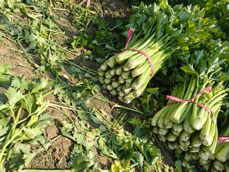 芹菜，新鲜大量上市，现货产地直发品质保证，欢迎来的订购