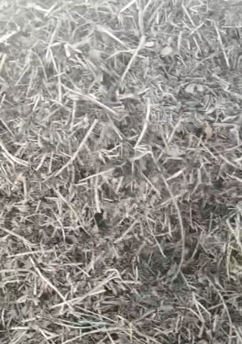 花生秧新鲜上市，产地直发高品质保证，量大从优欢迎来电订购