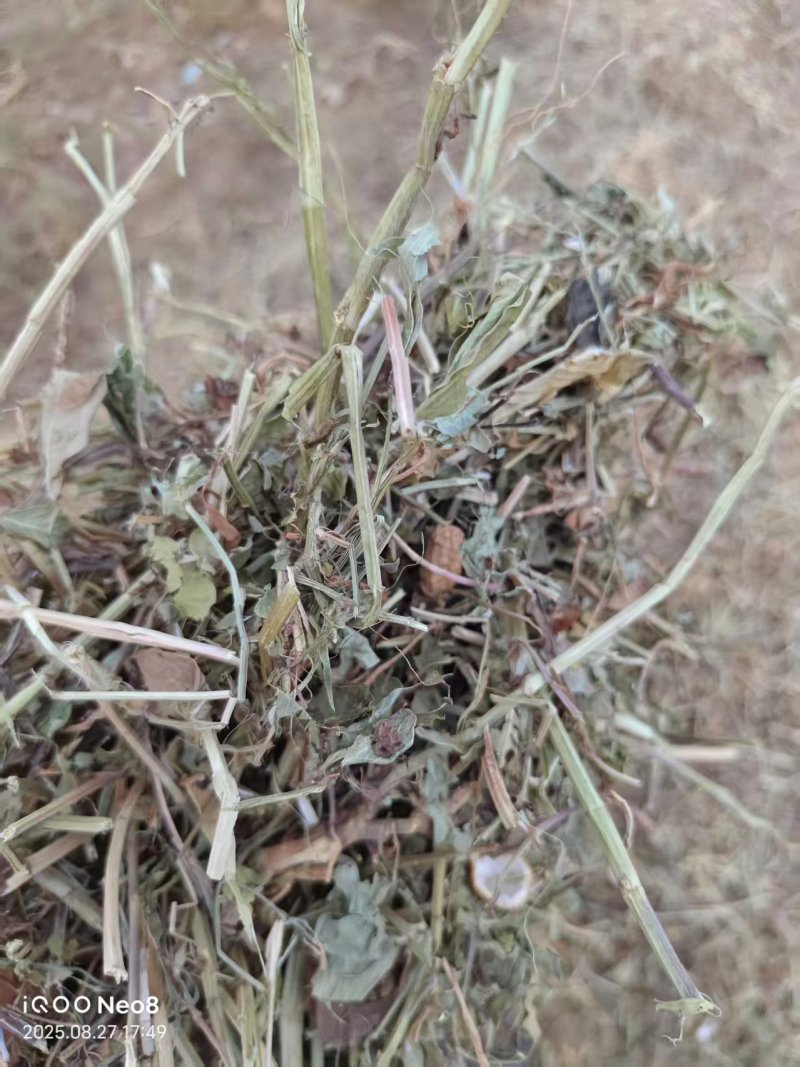花生秧新鲜上市，产地直发高品质保证，量大从优欢迎来电订购