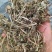 花生秧新鲜上市，产地直发高品质保证，量大从优欢迎来电订购