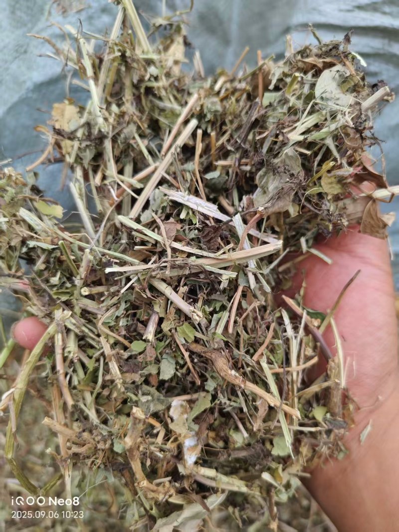 花生秧新鲜上市，产地直发高品质保证，量大从优欢迎来电订购