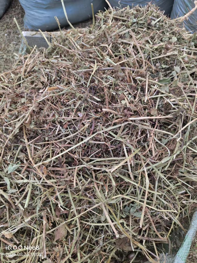 花生秧新鲜上市，产地直发高品质保证，量大从优欢迎来电订购