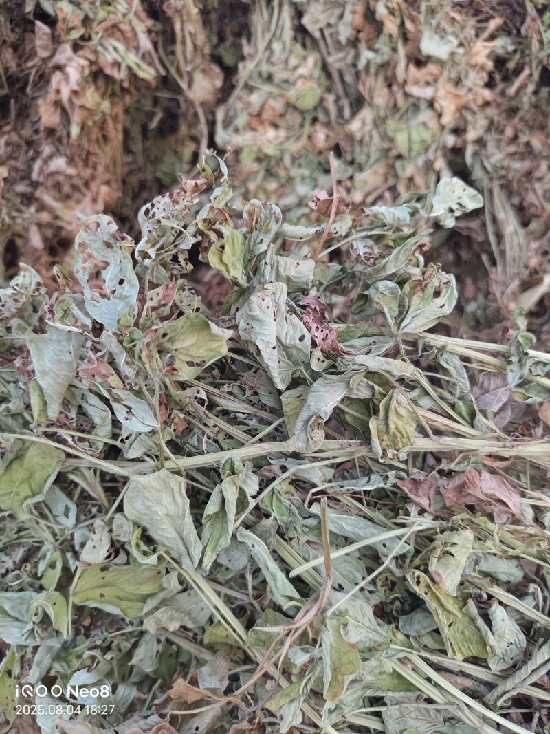 花生秧新鲜上市，产地直发高品质保证，量大从优欢迎来电订购