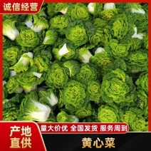 千亩基地实力供应，大量供应黄心菜，欢迎各地客户前来合作