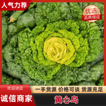 专业乌塌菜20年，多年电商市场合作经验期待与您合作共赢