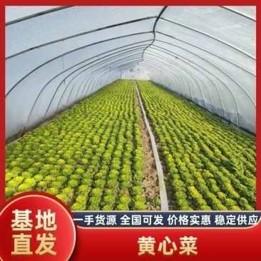 诚信做人，用心做菜！专业从事黄心菜20年！对接全国客户