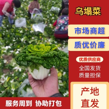 安徽精品矮颗黄心菜千亩基地实力供应期待与您合作共赢！