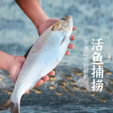 鲜货现发精品鲥鱼现钓现杀大量供应580天活水养殖