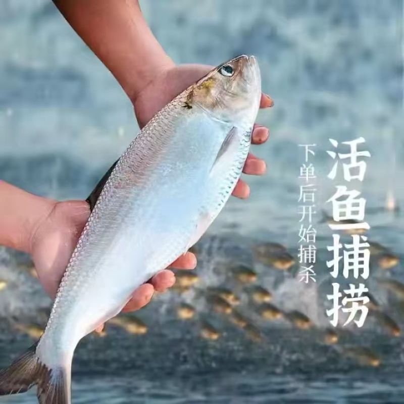 鲜货直发精品鲥鱼源头渔场大量供应可视频看货
