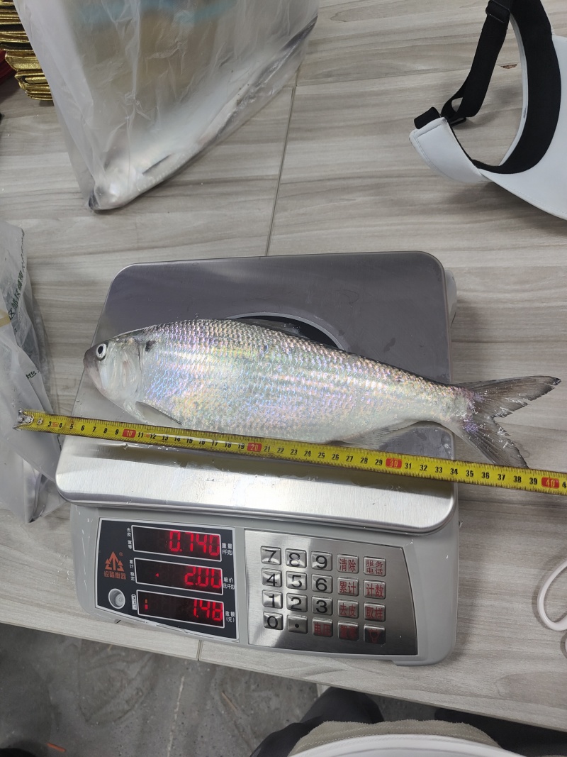鲜货直发精品鲥鱼源头渔场大量供应可视频看货