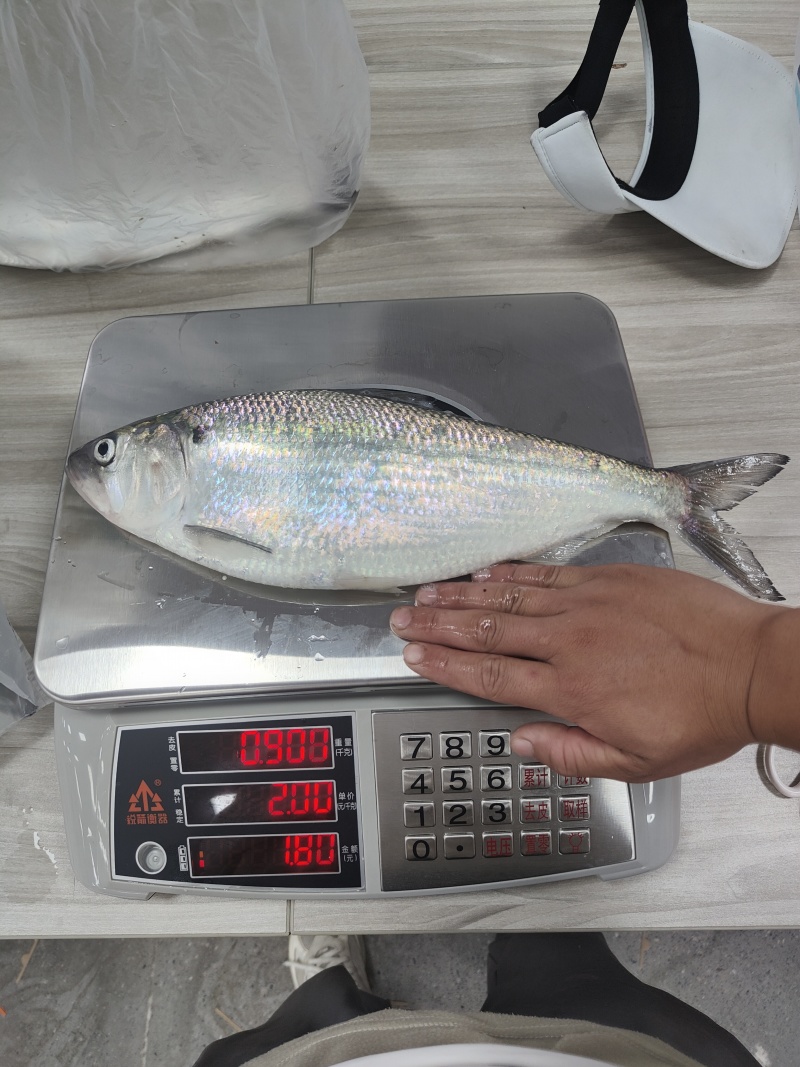 鲜货直发精品鲥鱼源头渔场大量供应可视频看货