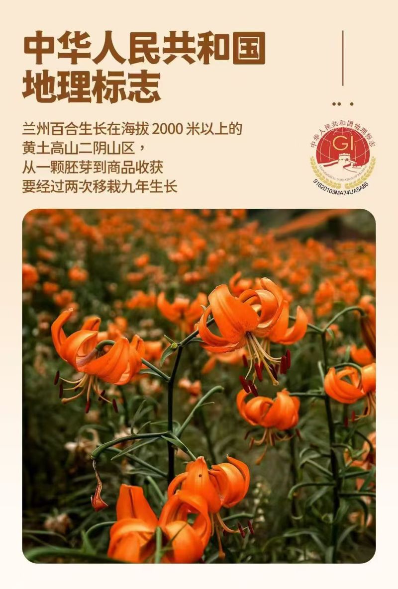 兰州百合干兰州产地直发规格齐全欢迎咨询下单