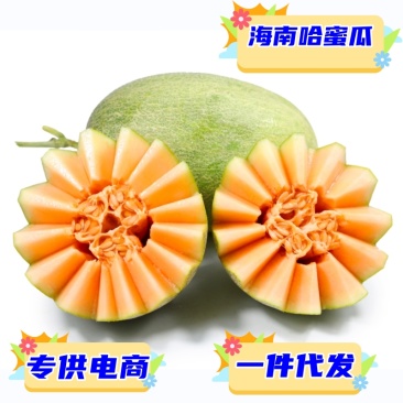 一件代发海南哈密瓜新鲜现摘西州密25号对接电商平台直播等