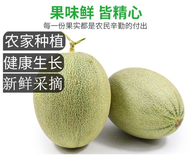 一件代发海南哈密瓜新鲜现摘西州密25号对接电商平台直播等