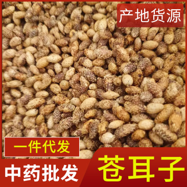 中药材苍耳子新货去刺炒苍耳子产地货源现货供应品种齐全