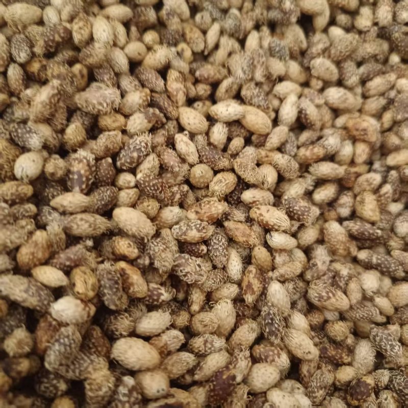 中药材苍耳子新货去刺炒苍耳子产地货源现货供应品种齐全