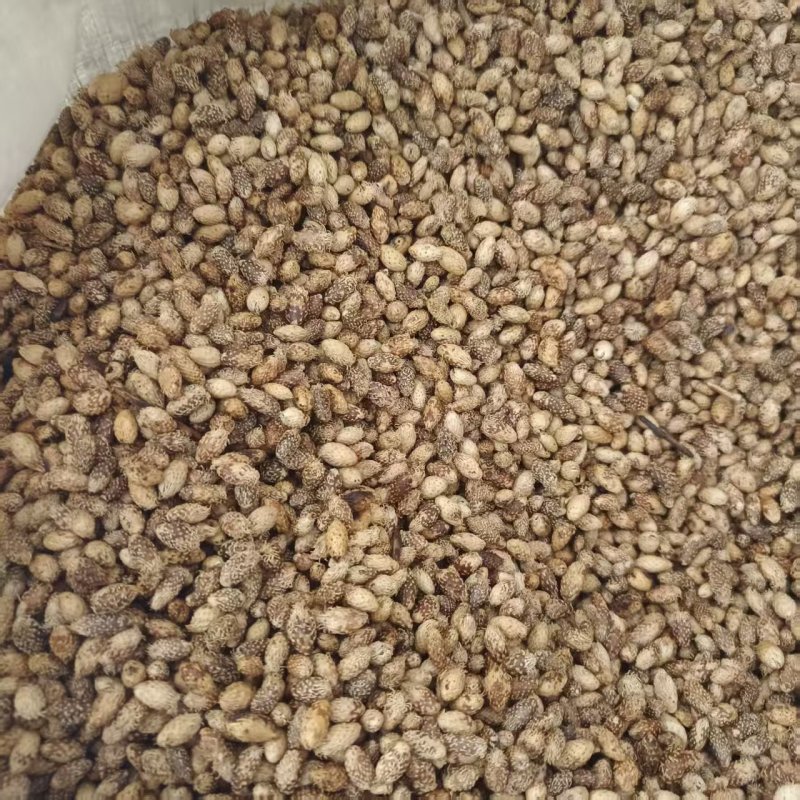 中药材苍耳子新货去刺炒苍耳子产地货源现货供应品种齐全