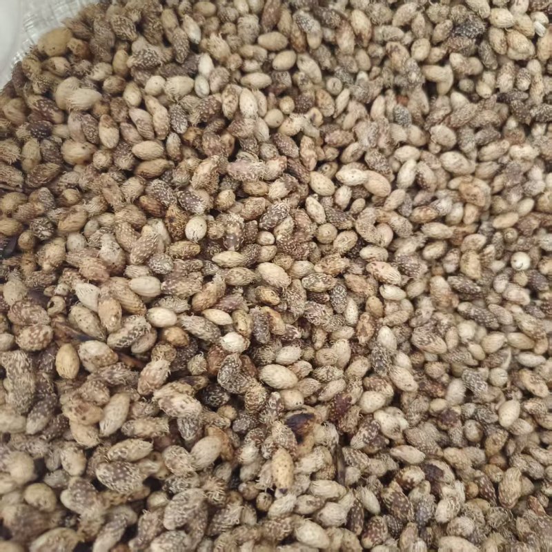 中药材苍耳子新货去刺炒苍耳子产地货源现货供应品种齐全