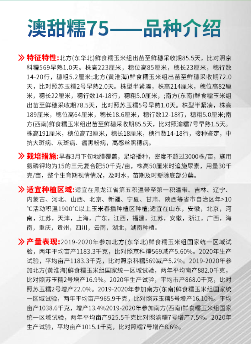 【荐】澳甜糯75-白甜糯玉米种子甜糯比1:3杂交品种