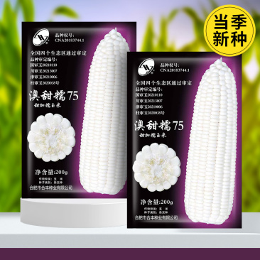 【荐】澳甜糯75-白甜糯玉米种子甜糯比1:3杂交品种