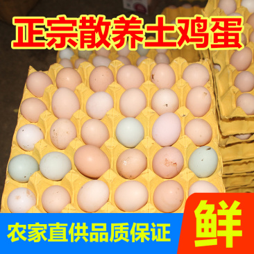 潜江土鸡蛋批发基地直供,土鸡吃玉米小麦稻谷!