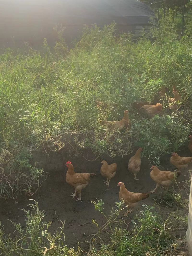 土鸡蛋绿壳蛋粉壳蛋常年供应，林下正宗散养土鸡蛋，质量保证