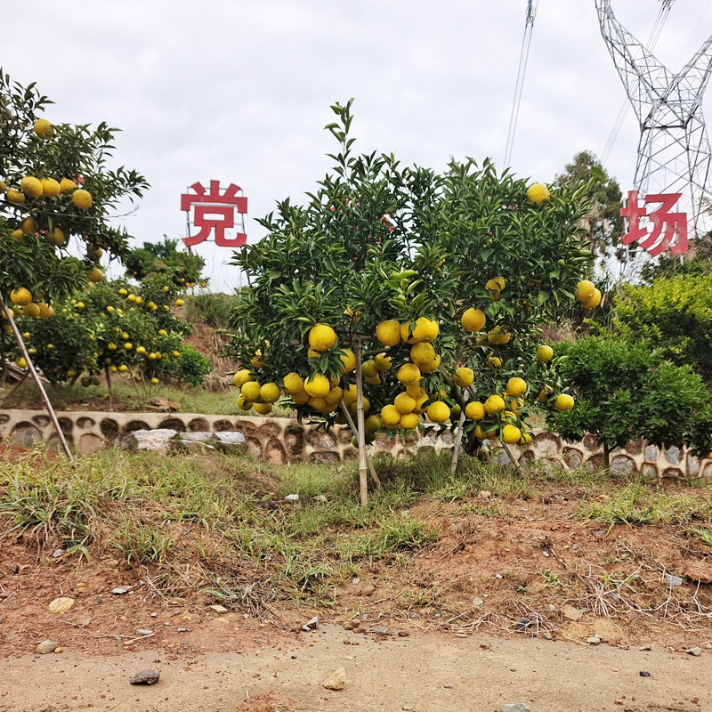 怀化洪江岩垅黄金贡柚-象山青小柚子-好剥皮