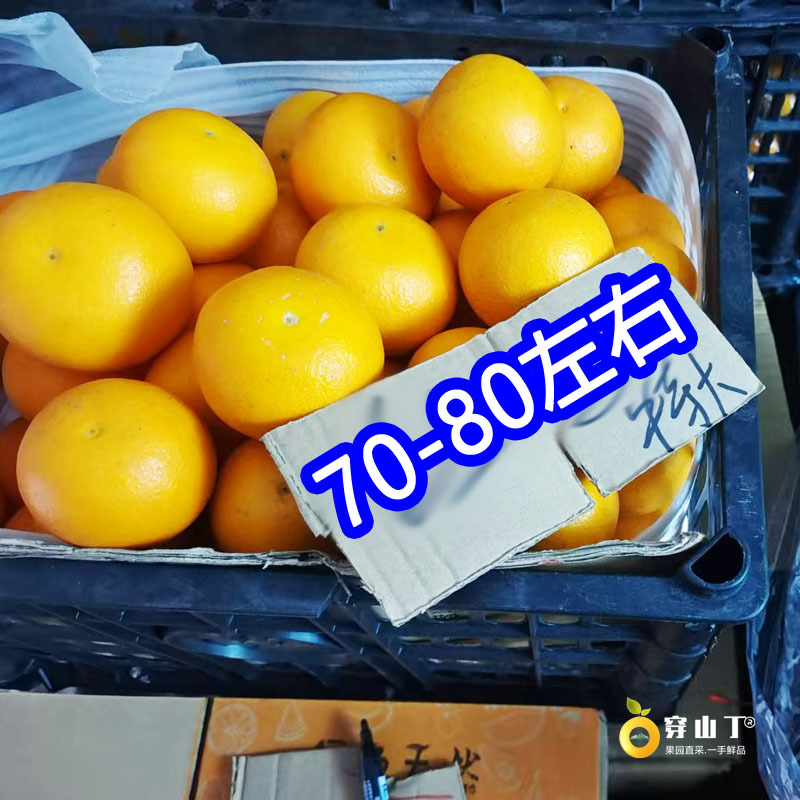 怀化麻阳锦红锦蜜怀橘锦和冰糖橙五代任选