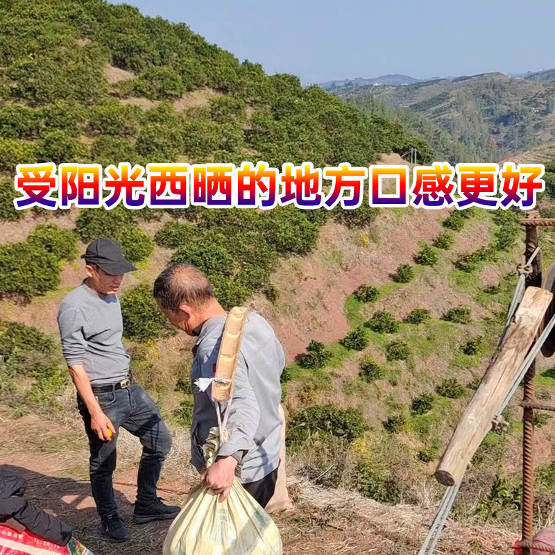 怀化麻阳锦红锦蜜怀橘锦和冰糖橙五代任选