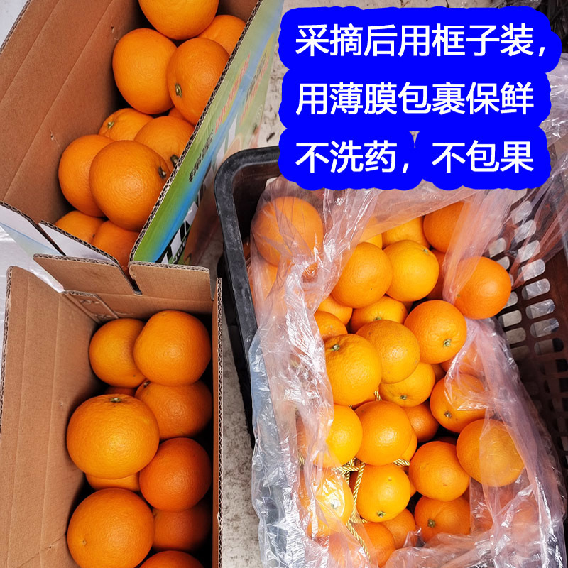 怀化麻阳锦红锦蜜怀橘锦和冰糖橙五代任选