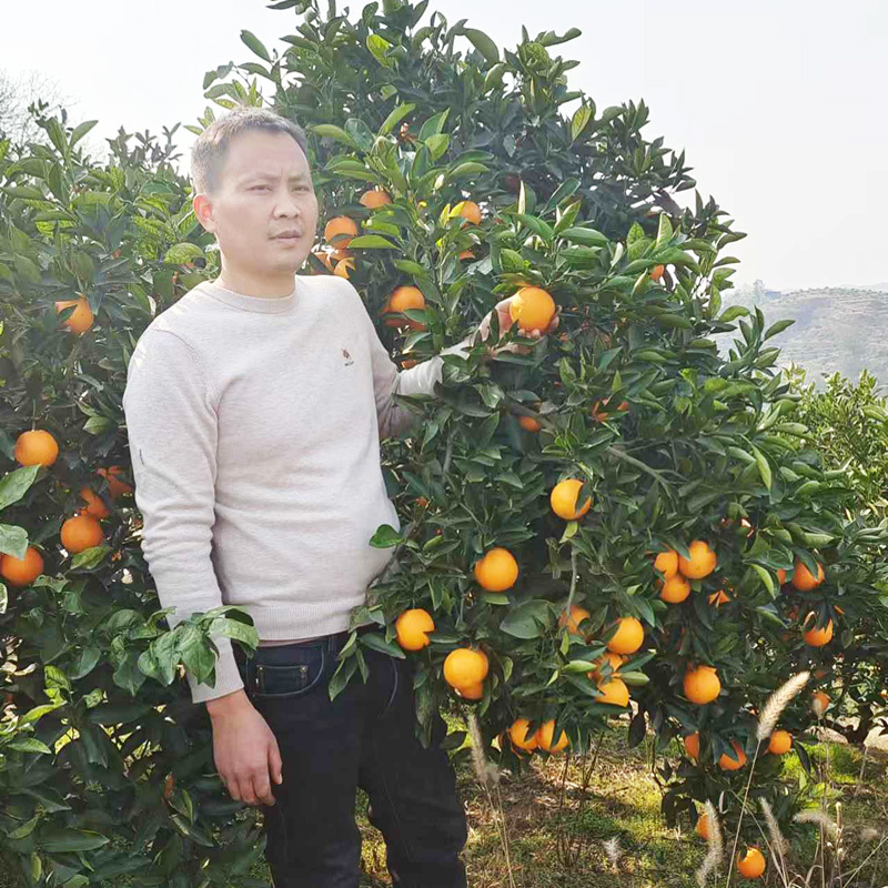怀化麻阳锦红锦蜜怀橘锦和冰糖橙五代任选