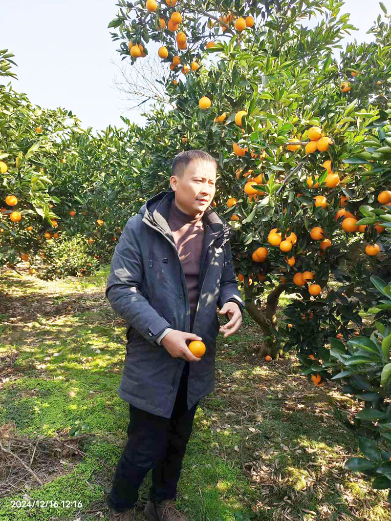 怀化麻阳锦红锦蜜怀橘锦和冰糖橙五代任选