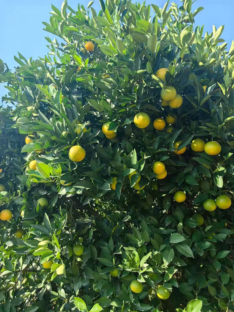 怀化麻阳锦红锦蜜怀橘锦和冰糖橙五代任选