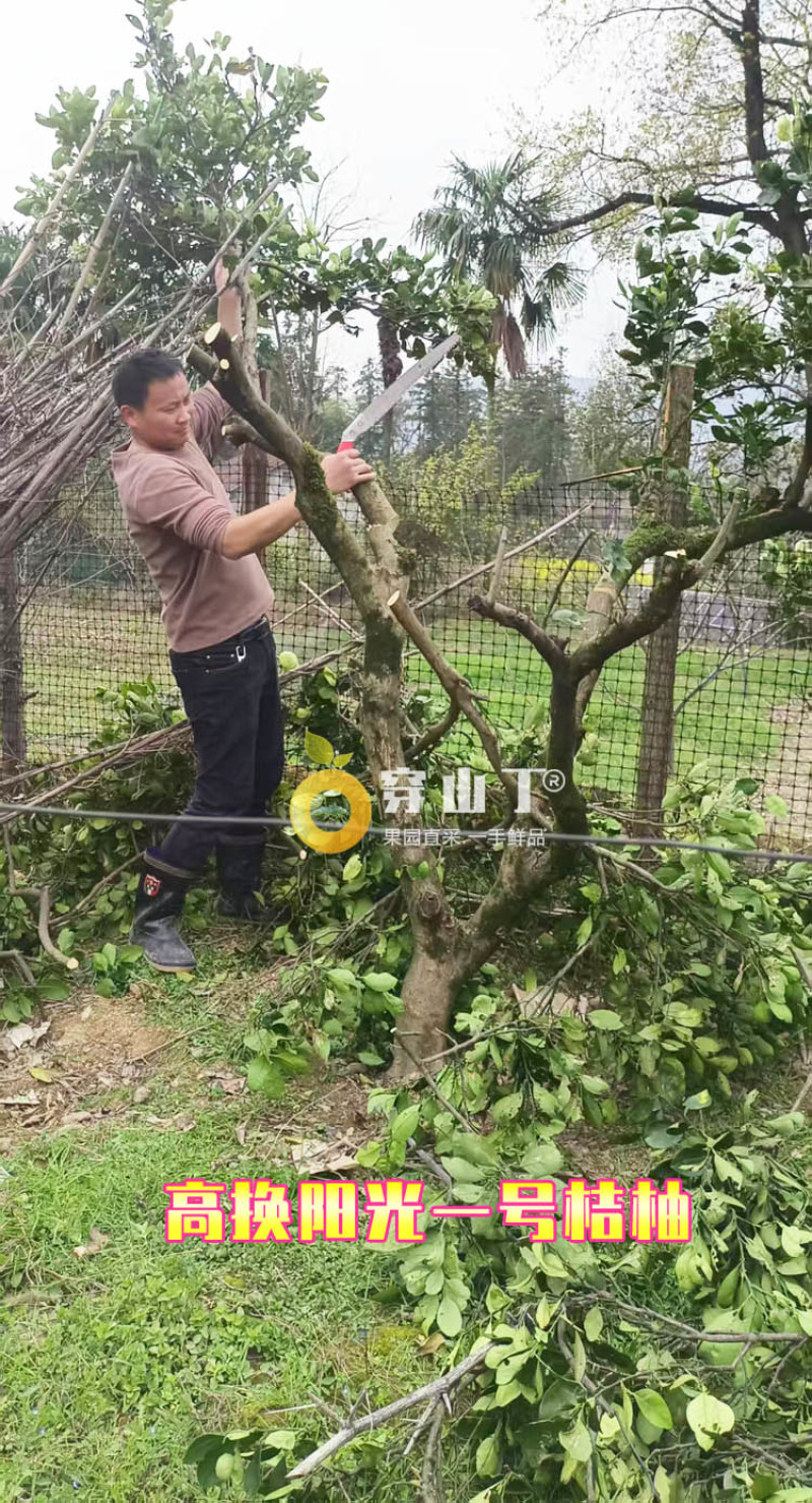 怀化洪江岩垅阳光一号桔柚-高山向阳大果小柚子