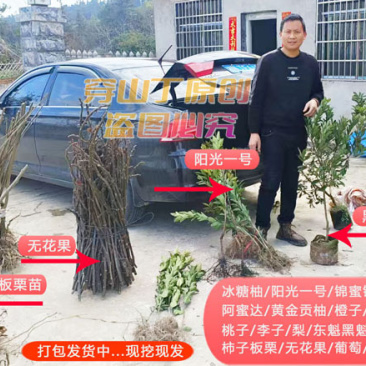 怀化本地高山板栗一年及二年生苗木大量批发或零售
