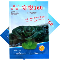 寒悦矮脚苏州青种子油亮不拔节不高脚直立紧凑束腰好软糯香甜
