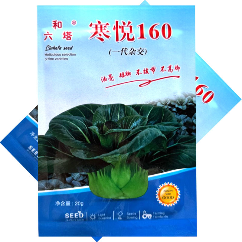 寒悦矮脚苏州青种子油亮不拔节不高脚直立紧凑束腰好软糯香甜
