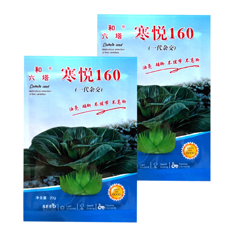 寒悦矮脚苏州青种子油亮不拔节不高脚直立紧凑束腰好软糯香甜