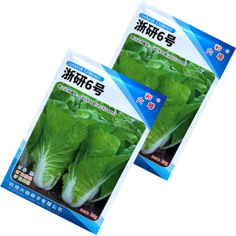 浙研6号快菜种子杂交早熟小白菜种籽耐热耐湿生长快