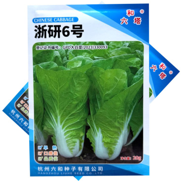 浙研6号快菜种子杂交早熟小白菜种籽耐热耐湿生长快