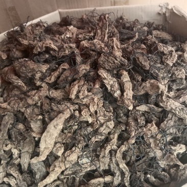 【精选】菌丝天麻纯干货***正品菌丝天麻天麻