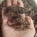 【精选】菌丝天麻纯干货***正品菌丝天麻天麻